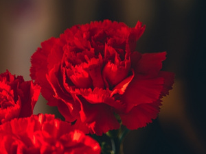 close up of a red carnation