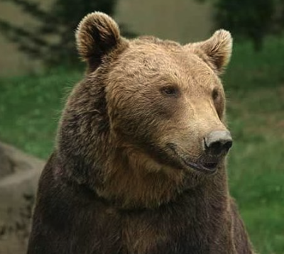 Pyrenes Bear or Brown Bear
