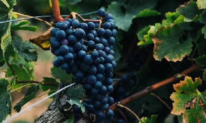 grapes on a vine - can i bring grapeseed oil on a plane?