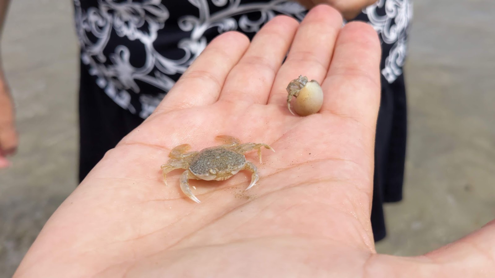 a couple of treasures found at the beach.   a couple of crabs