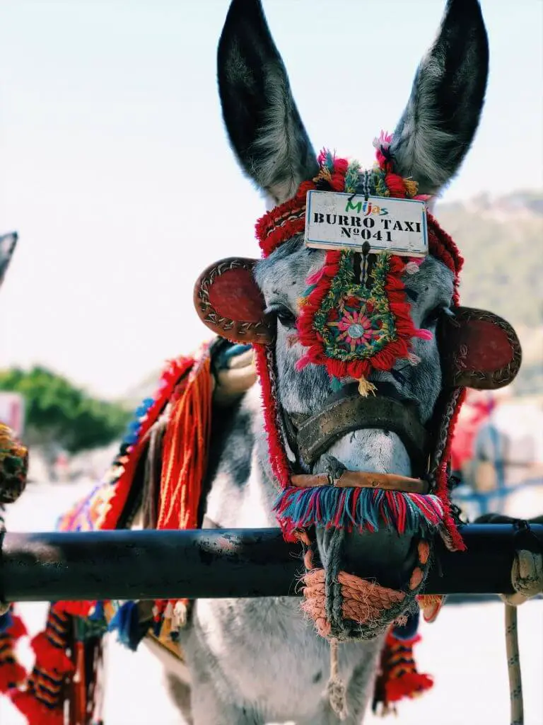 Mexican burro taxi
