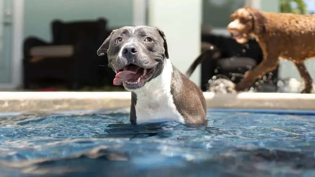 Pitbull playing in a pool ready to play