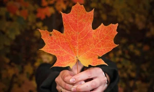 A woman holding a maple leaf in the fall - What is PPR? Your Questions About Express Entry Canada