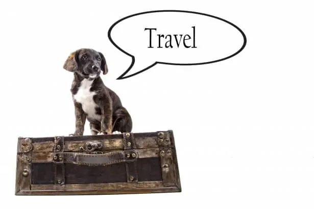 travel with a dog